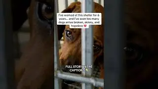 From Broken to Beloved: Max&rsquo;s Incredible Recovery Journey