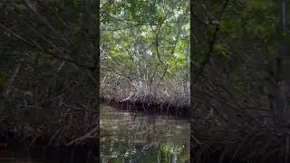 John Pennekamp Coral Reef State Park - Key Largo, FL