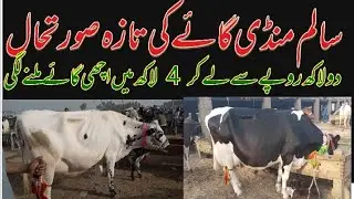 Today Salem Mandi .Cow Rate Fresh Rate Update Salam Mandi .19_12_2025