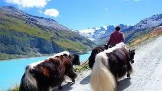 Tour du lac de Moiry en compagnie de nos yaks