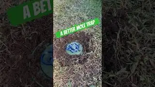 The best mole trap #shorts #mole #funny ￼￼
