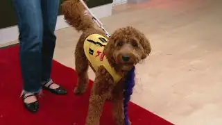 Tail waggin' Tuesday: Easy DIY pet Halloween costumes