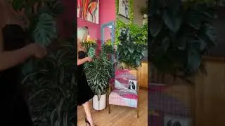 Dracaena Fragrans - easy-to-care for and fast growing
