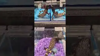 Gila Monsters Overload at the Reptile Show! 😁