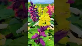 Plant name- Salvia Splendens.This plant is available in a diverse range of colors 🩷❤️🧡💛💜 #wildflora