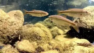 Il Vairone (Telestes muticellus) e il Gobione (Gobio gobio)