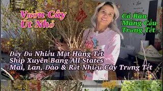 Vườn Chị Út Vừa Về Thêm Nhiều Lan Sưu Tầm, Hoa, Cây Ăn Trái & Phông Nền Tết