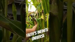 Picking a Glass Gem Corn straight off the stalk. #garden #corn #jellybean #short #handcam #shorts