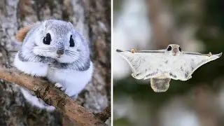 Japanese Flying Squirrel 💖 Adorable Flying Acrobats!