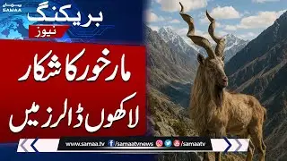 Auction of Permits For Hunting Markhor, IBEX & Grey Corel | Samaa TV