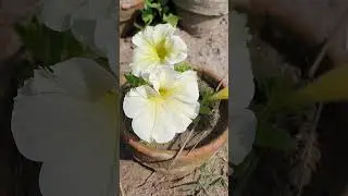 Beautiful variegated plant petunia flowers