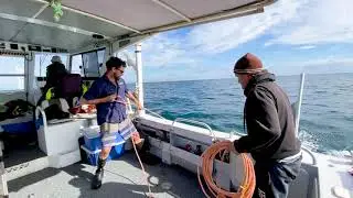 Underwater vision captures South West marine life