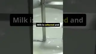 How Milk Powder Is Made in a Factory 🥛.        #milk #factoryprocess #shorts #explained