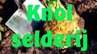 Knolselderij kweken