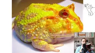 Pacman Frog. Pros and Cons, Price, How to choose, Facts, Care, History