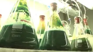 Arzignano, coltivazione di alghe
