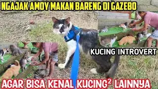 Ajari Kucing Mata Busuk AMOY Makan Ikan Bareng Kucing² Lainnya 🤲🥰😘