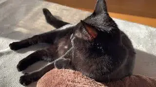 おやつで賢さ診断/ビビる猫となだめる飼い主/2025初冬/BGMなし