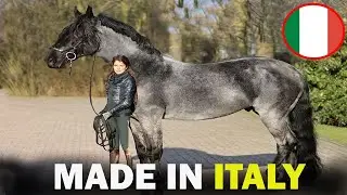 6 RARE Italian Origin Horse Breeds You Don't Know About!!