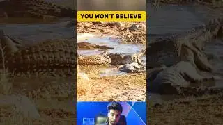 Savage Crocodile Battle! Death Roll on a Fellow Crocodile