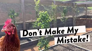 Don't Make This Mistake When Planting Fruit Trees in your Chicken Run | Best Chicken Coop Design
