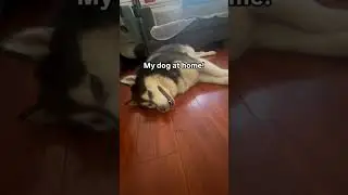 Always worried too much #dogparent #huskylife #funnyvideo #dogcomedy #dogvideos
