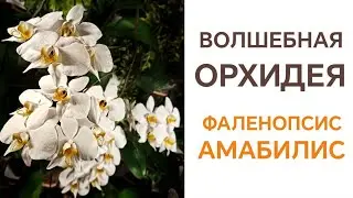 Коллекция Ольги Самоненко. Видовые орхидеи. Амабилис Грандифлора, Вариегатные амабилисы.