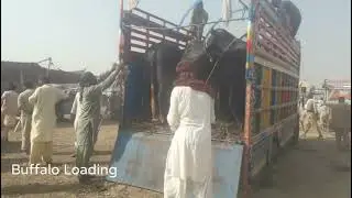 part 2, beautiful Buffalo unloading video 2023