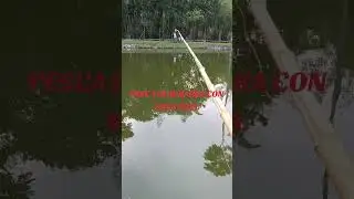 PESCA DE MOJARRA CON MASA ROJA.