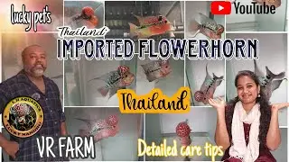 Thailand import exotic FLOWER HORNS | Farm visit in Chennai | exotic gold | care tips | VR FARM