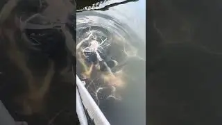Pirarara &eacute; o verdadeiro Pet Fish, de f&aacute;cil domestica&ccedil;&atilde;o, esse peixe pode se tornar seu melhor amigo.
