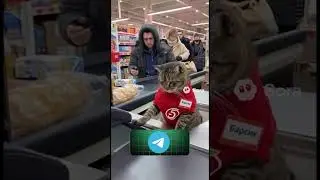 #viralvideo #viral #fyp #meme #юмор #смешно #funny Кот на кассе в пятерочке #sora2 #sora #veo3