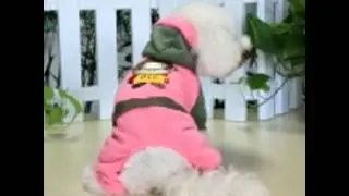 big dog clothes outlet