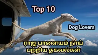 ராஜ பாளையம் நாய்கள் பற்றிய வியப்பான தகவல்கள் | Rajapalayam Dogs Facts in Tamil | Top 10