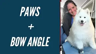 Bow Angle & PAWS // Essential Bowing Technique Ideas for String Players!