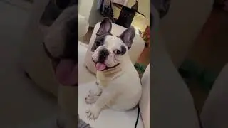 French bully baby pig color////French bully baby pig color!!!