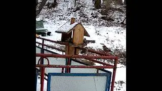 Bird feeder 1 hour