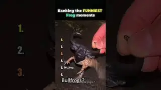Ranking the FUNNIEST Frog Moments