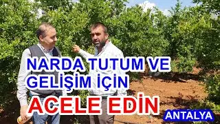 Nar Ağacında Yaprak G&uuml;brelemesi  - Narda Meyve Tutumu Ve Gelişim Sağlamak - Nar G&uuml;breleme