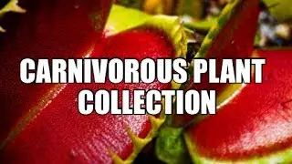 Carnivorous Plant Collection