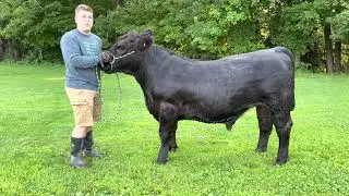 Brodie Hill Beef Steer