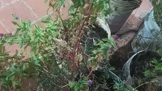 Replantation of Vadamalli (Globe Amaranth Or Bachelor 's  Button) in our Maadithottam.