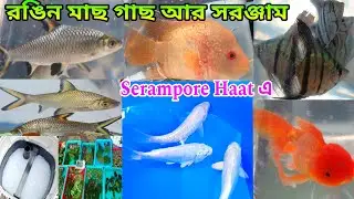 রঙিন মাছ গাছ আর সরঞ্জাম শ্রীরামপুর হাটে | Fish Shop Shrirampur Haat | Serampore Fish Market | Fish 