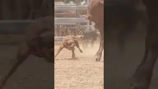 Working Dogs in Action | Australian Working Kelpie | Dogs in Slow Mo | Dogs with Jobs | Muster Dogs