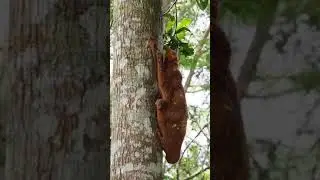 sunda flying lemur 🙄