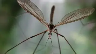 Bug That Eats Aphids: Crane Fly