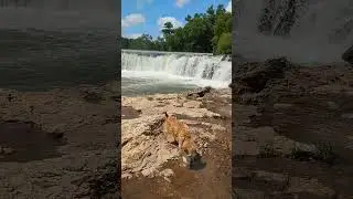 Grand Falls. Joplin, MO #waterfall #adventure #nature #beautiful #summer #fyp #love #dogs #shorts