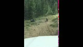 Decending Fire Road from Stampede Pass