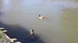 Cute Ducks, Mallards & Moorehens at Westgate Gardens on a sunny winters day at Canterbury Kent 🌞🦆