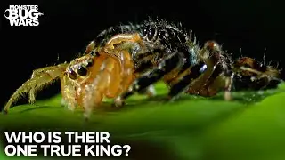 When Spiders Betray Their Own Kind... | Monster Bug Wars